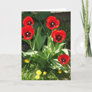 Rot mit schwarzen Tulpen, Sonnenschein-Tag Karte