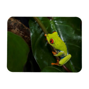 Rot mustert Frosch auf Stamm Magnet