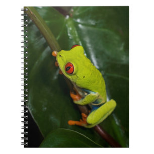 Rot mustert Frosch auf Stamm Notizblock