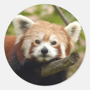 Rot-Panda-004 Runder Aufkleber