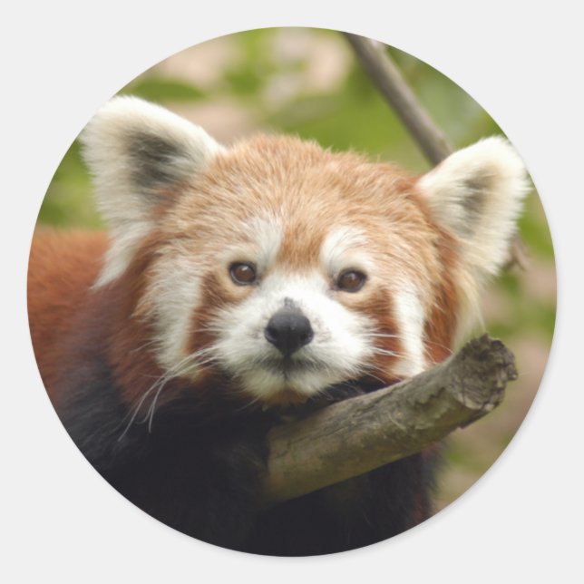 Rot-Panda-004 Runder Aufkleber (Vorderseite)