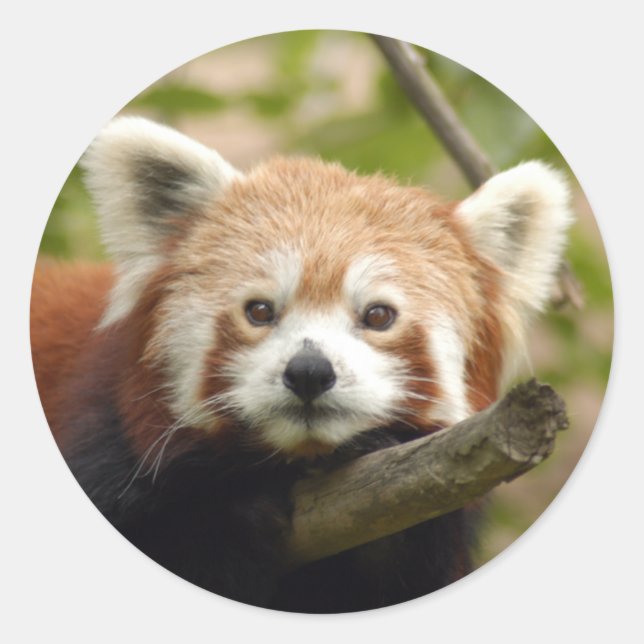 Rot-Panda-005 Runder Aufkleber (Vorderseite)