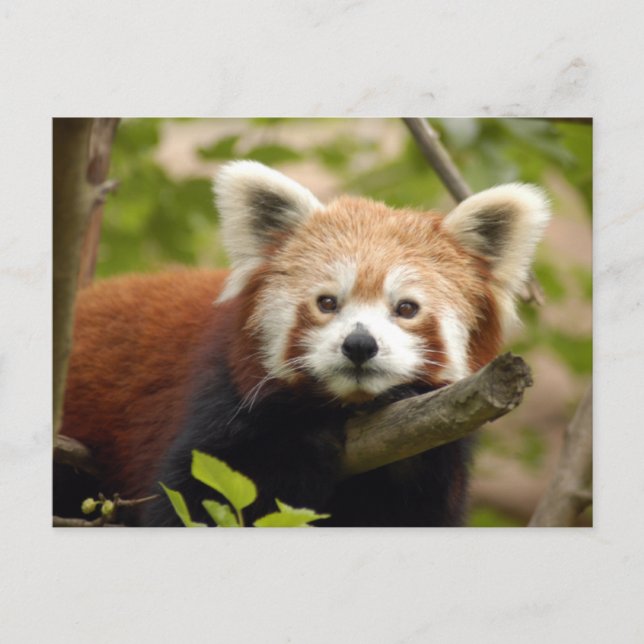 Rot-Panda-007 Postkarte (Vorderseite)