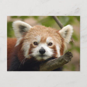 rot-panda-010 postkarte