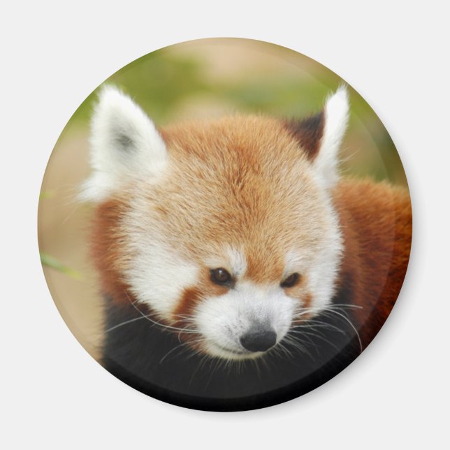rot-panda-030 magnet (Vorne)