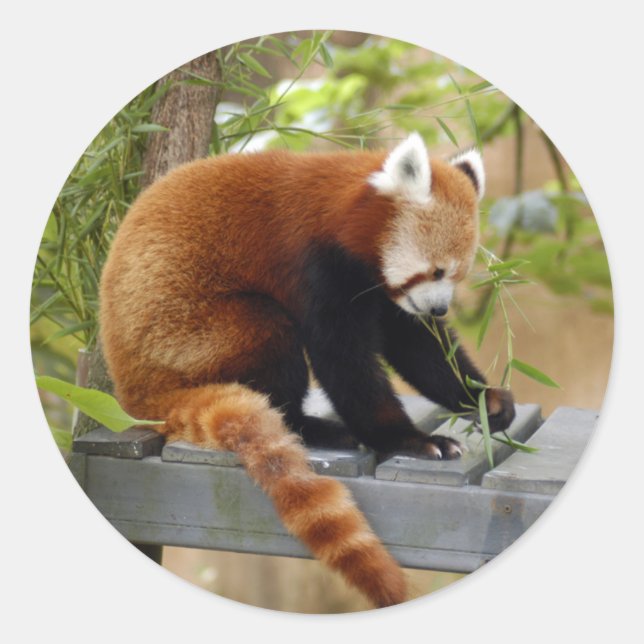 rot-panda-039 runder aufkleber (Vorderseite)