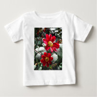 Rot-Rosa-Disy / Gänseblümchen Blume