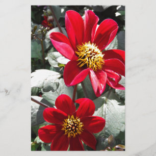 Rot-Rosa-Disy / Gänseblümchen Blume Briefpapier