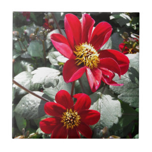 Rot-Rosa-Disy / Gänseblümchen Blume Fliese