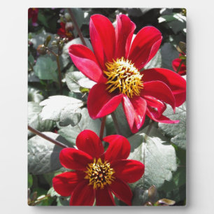 Rot-Rosa-Disy / Gänseblümchen Blume Fotoplatte