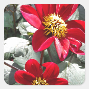 Rot-Rosa-Disy / Gänseblümchen Blume Quadratischer Aufkleber