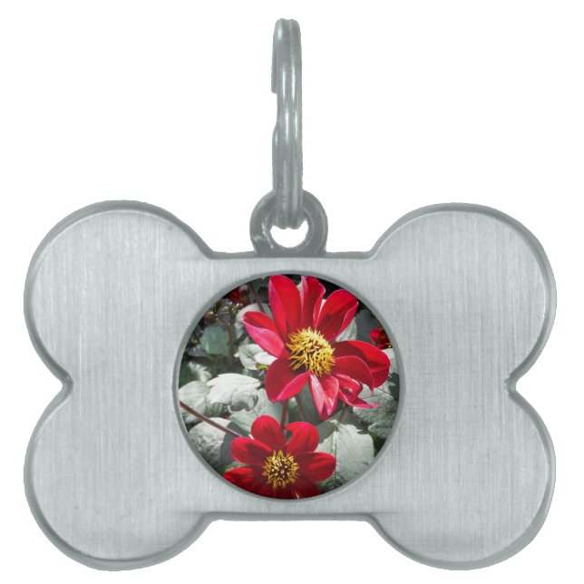 Rot-Rosa-Disy / Gänseblümchen Blume Tiermarke (Vorderseite)