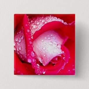 Rot/rosa Tau-Geküsste Rose Button