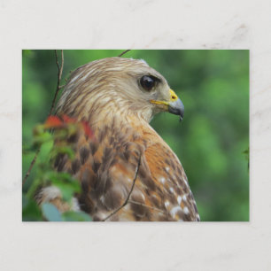 Rot-Schulter-Hawk-Portrait Postkarte