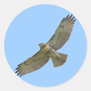 Rot-Schwanz-Aufkleber Runder Aufkleber