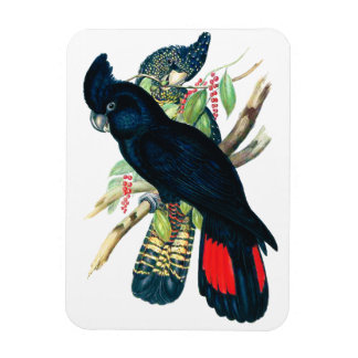 Rot schwänzend, schwarz (banksisch) Kakadu. Magnet