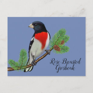 Rot-Schwarze-Vogel-Malerei Rosenbrust-Grosbeak Postkarte