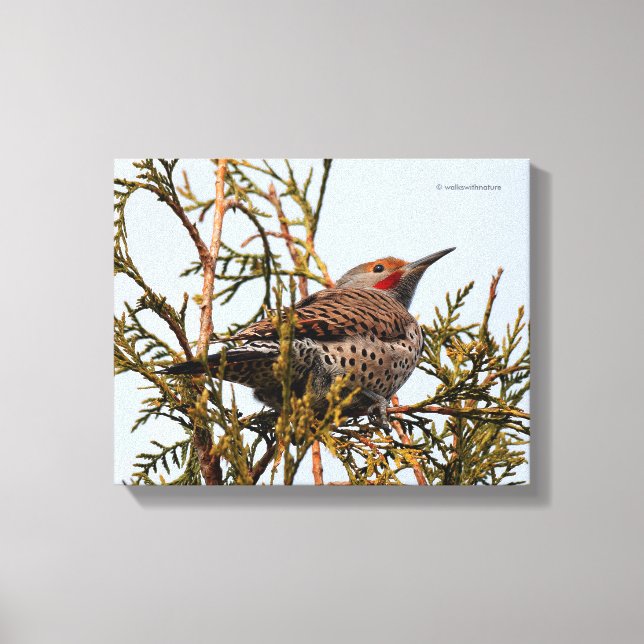Rot-Shafted Northern Flicker in einem Baum Leinwanddruck (Vorderseite)