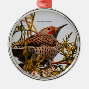 Rot-Shafted Northern Flicker Woodpecker in einem B Silbernes Ornament