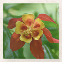 Rot und Gelb-Bicolor-Kolumne