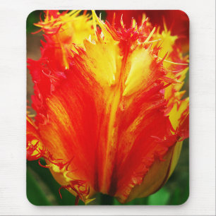 Rot und gelb Nah-oben Curly Tulip Mousepad