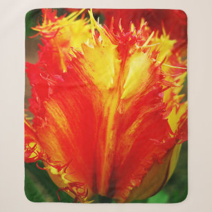 Rot und gelb Nah-oben Curly Tulip Sherpadecke