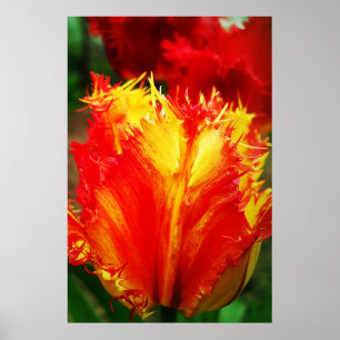 Rot und Gelb Nah-up Curly Tulip Poster