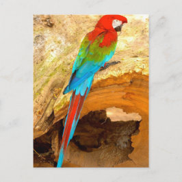 Rot und Grün, Trinidad Postcard Postkarte