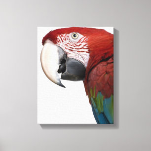 Rot-und-grüner Macaw - Ara chloropterus Leinwanddruck