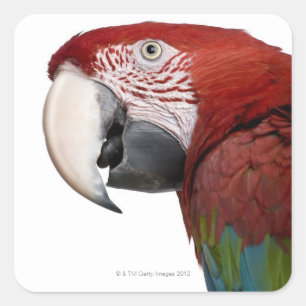 Rot-und-grüner Macaw - Ara chloropterus Quadratischer Aufkleber