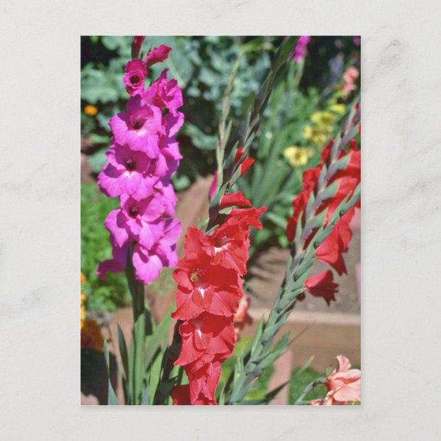 Rot und Rosa Gladiolus Stalks Blume Postkarte (Vorderseite)