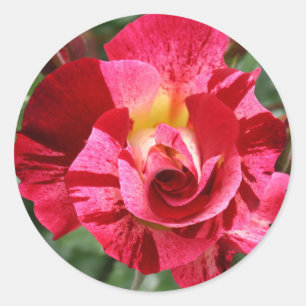 Rot und Rosa Runder Aufkleber