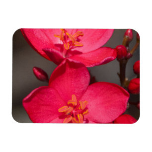 Rot und Rosa tropische Fidschi-Blume Magnet