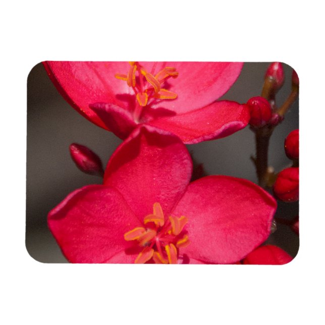 Rot und Rosa tropische Fidschi-Blume Magnet (Horizontal)
