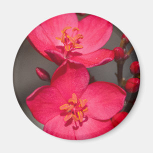 Rot und Rosa tropische Fidschi-Blume Magnet