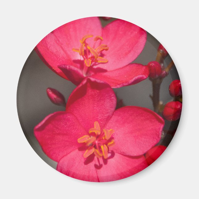 Rot und Rosa tropische Fidschi-Blume Magnet (Vorne)