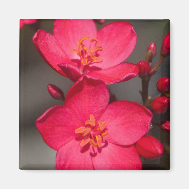 Rot und Rosa tropische Fidschi-Blume Magnet (Vorne)