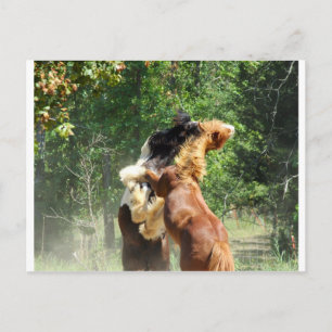 Rot und Tango beim Spielen Postkarte