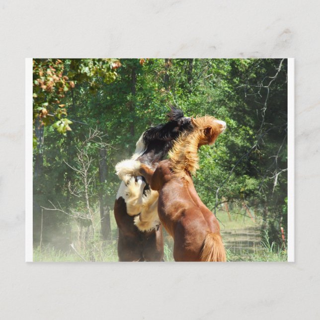Rot und Tango beim Spielen Postkarte (Vorderseite)