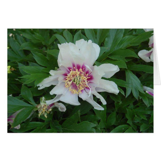 rot und weiß (Vorderseite (Horizontal))