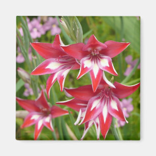 Rot und Weiß Gladiolas Sommer botanisch Magnet