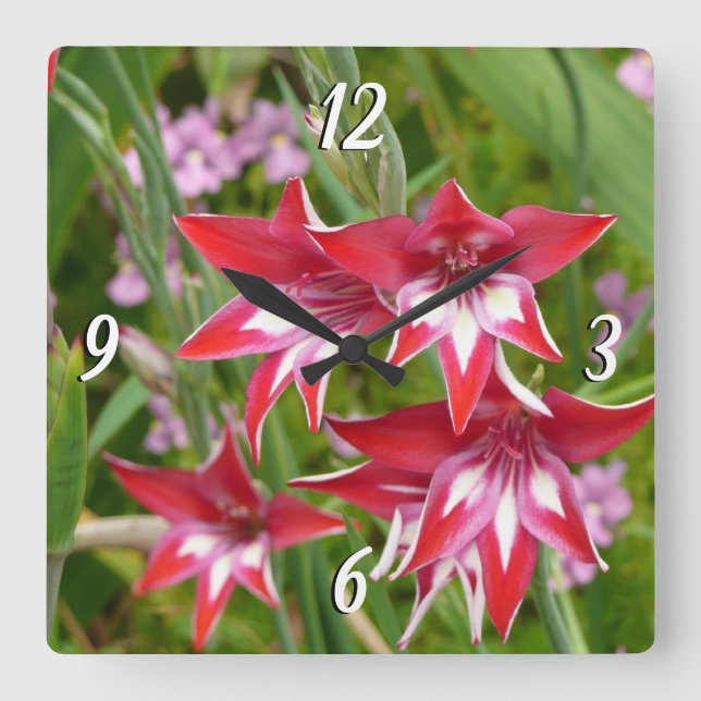 Rot und Weiß Gladiolas Sommer botanisch Quadratische Wanduhr (Vorderseite)