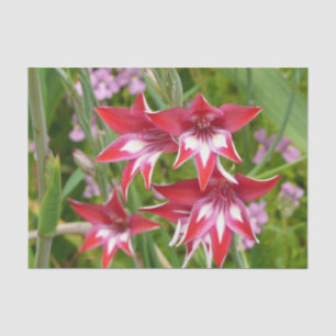 Rot und Weiß Gladiolas Sommer botanisch Seidenpapier