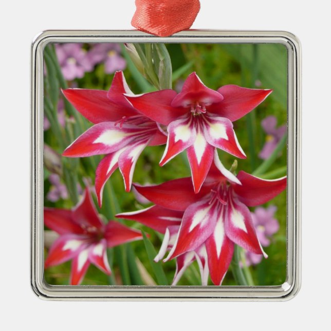 Rot und Weiß Gladiolas Sommer botanisch Silbernes Ornament (Vorne)