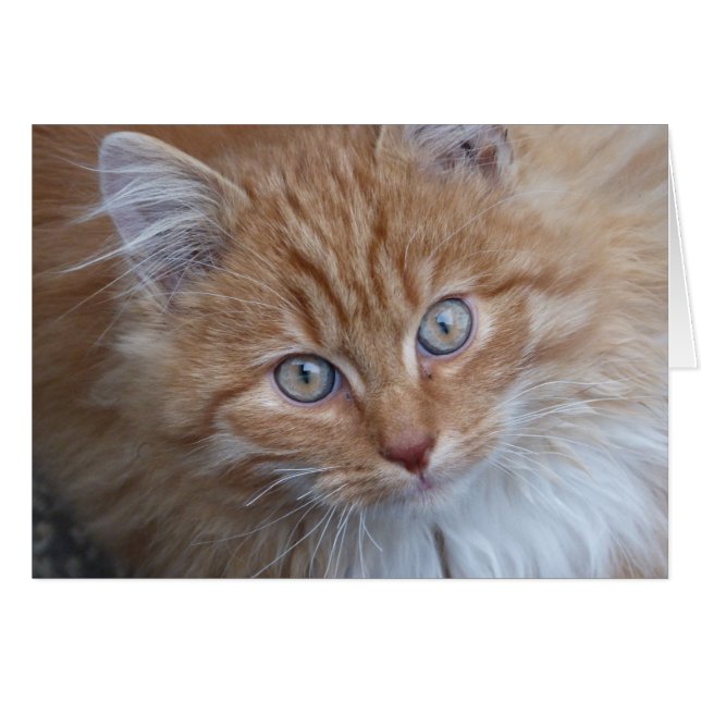 Rot und Weiß, langhaarig, Tabby-Katzen-Gesicht (Vorderseite (Horizontal))