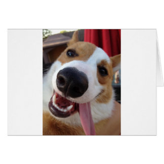 Rot und Weiß Pembroke Welsh Corgi