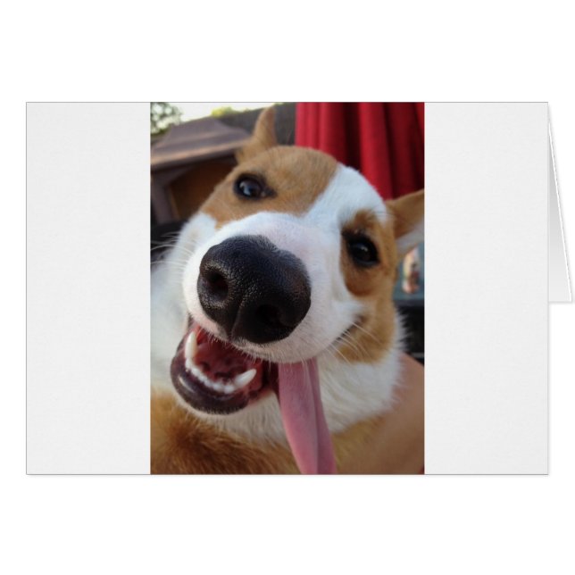 Rot und Weiß Pembroke Welsh Corgi (Vorderseite (Horizontal))