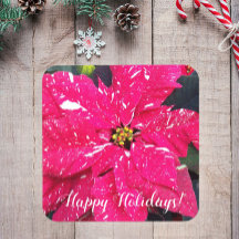 Rot variierte Poinsettia Blumenurlaub