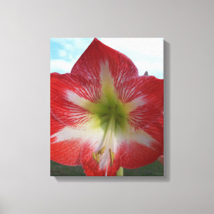 Rot-Weiß-Amaryllis-Blume gegen Himmel Leinwanddruck