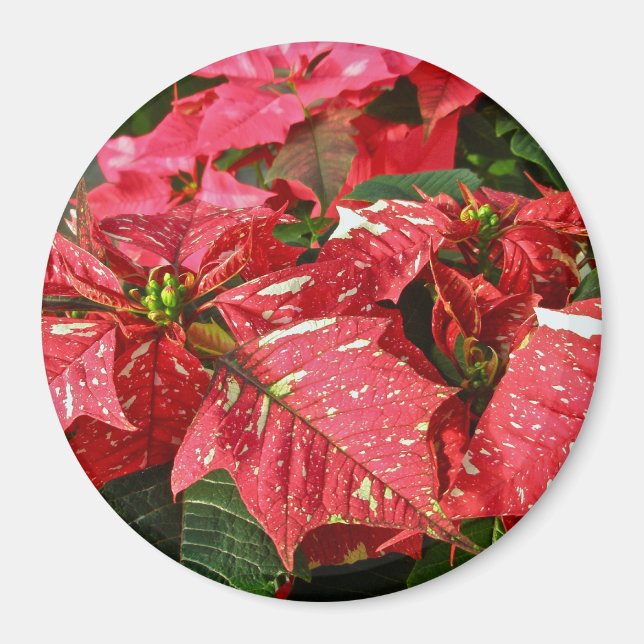 Rot-Weiß-Poinsettias-Magnet Magnet (Vorne)